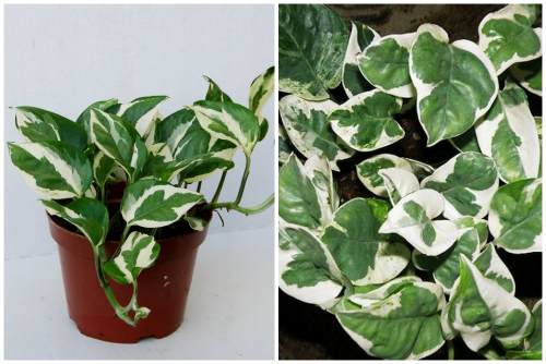 Scindapsus N’Joy