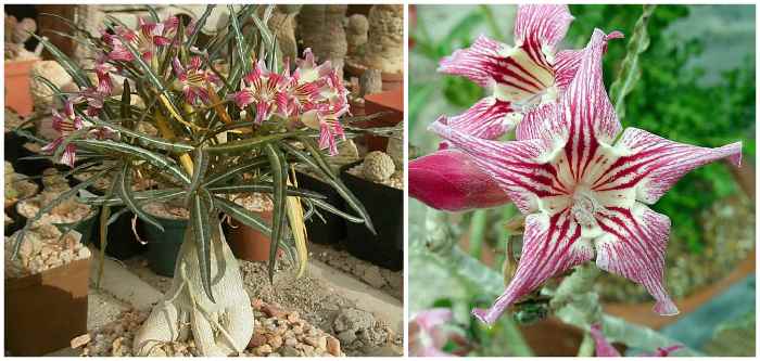 A. somalense var crispum