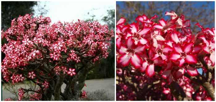 Adenium Multiflorum 