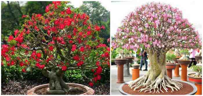 Adenium в ландшафтном дизайне