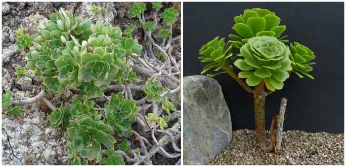 Aeonium Balsamiferum (бальзамический)
