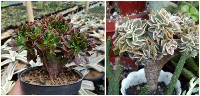 Aeonium decorum CV. 'Sunburst' кристатный