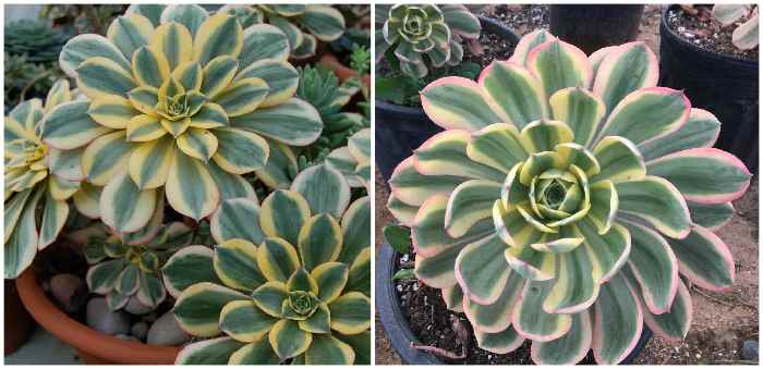 Aeonium decorum CV. 'Sunburst'