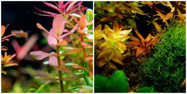 Bacopa Colorata