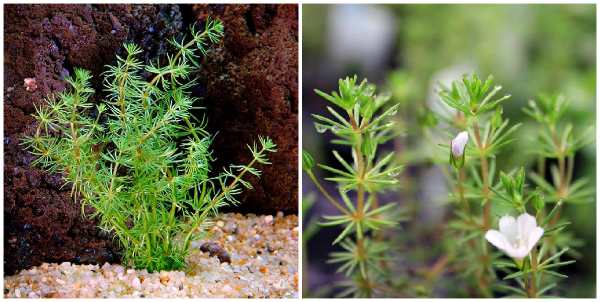 Bacopa myriophylloides (Перистолистная)