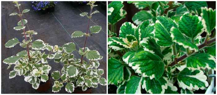 Plectranthus coleoides