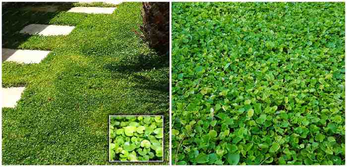Дихондра газонная Dichondra Repens