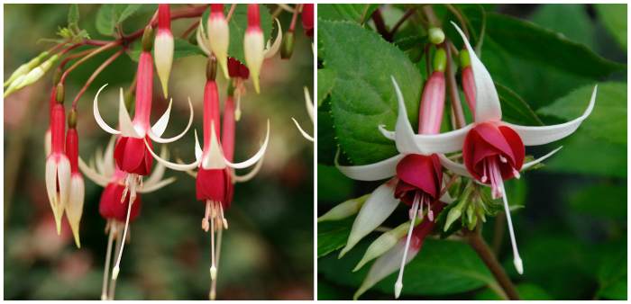 Fuchsia 'Checkerboard'