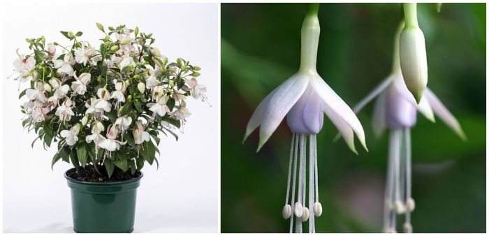 Fuchsia corymbiflora var. Alba