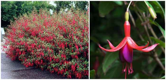 Fuchsia magellanica (Магелланская)