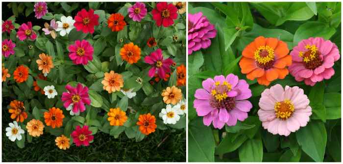 Изящная (Zinnia elegans)