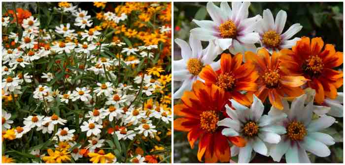 Линеарис (Zinnia linearis)