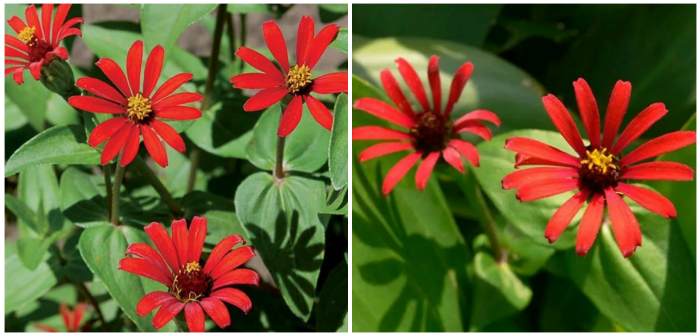 Zinnia Red Spider