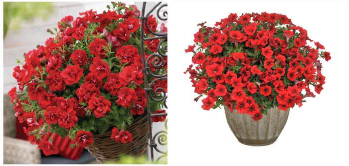 Сурфиния Дабл Рэд (Double Red) и Табл Рэд (Table Red)