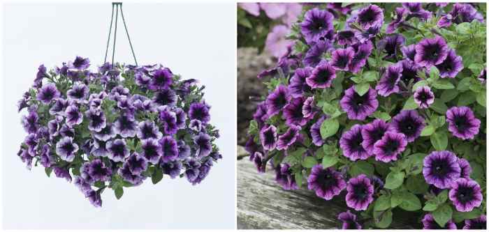 Сурфиния Парпл (S. Purple)