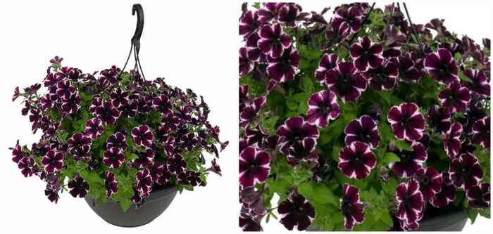 Сурфиния Sweetunia Miss Marvelous