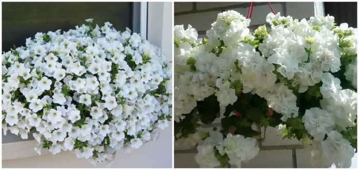 Сурфиния Table Whit и Double Whit