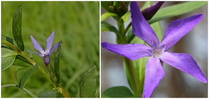 Барвинок Травянистый (Vinca herbacea)