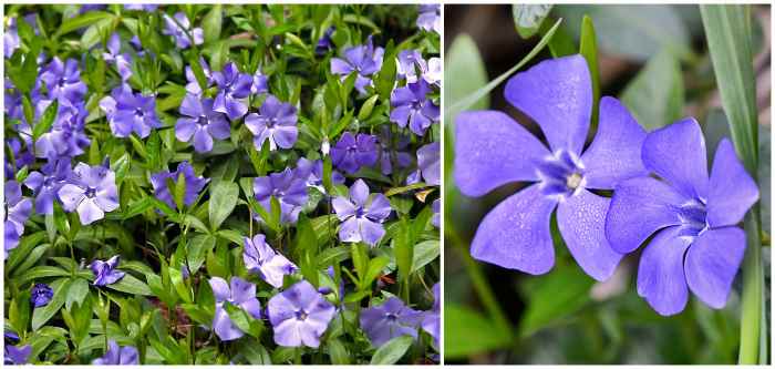 Барвинок большой (Vinca major)