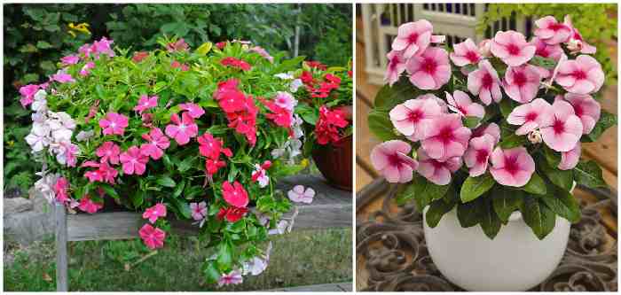 Catharanthus roseus