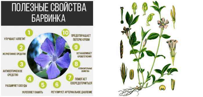 Полезные свойства и строение