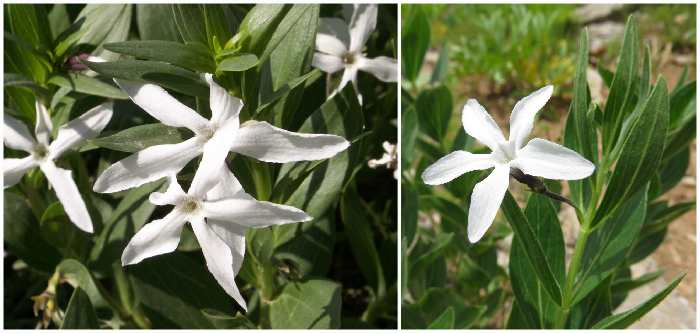 Vinca erecta