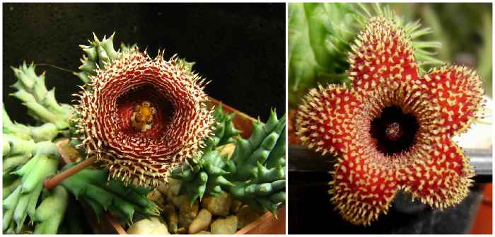 Гуэрния колючая (Huernia hystrix)
