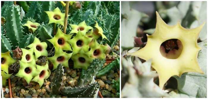 Гуэрния первоцветная (Huernia primulina)
