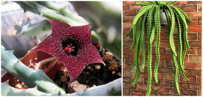 Гуэрния свисающая Huernia pendurata