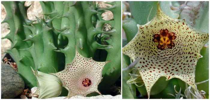 Huernia Concinna (Изящная)