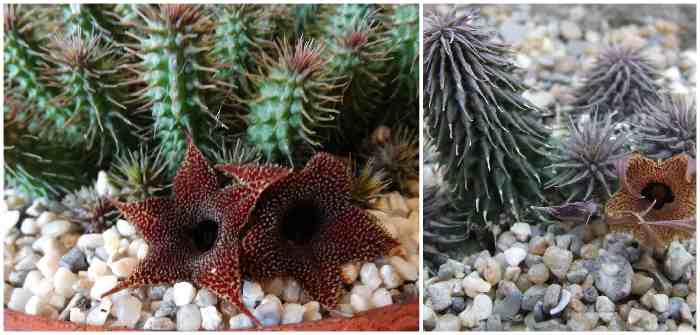Huernia Pillansii (Волосистая)
