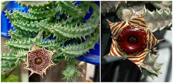 Huernia Zebrina