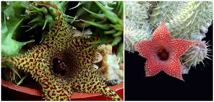 Huernia aspera