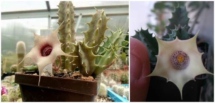 Huernia quinta var. blyderiverensis 