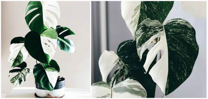 Monstera Variegata