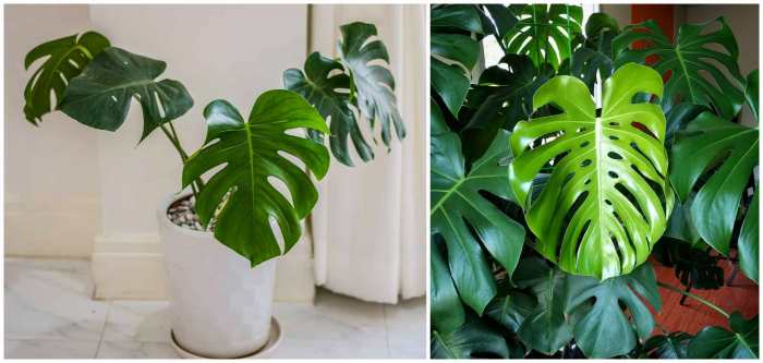 Monstera deleciosa