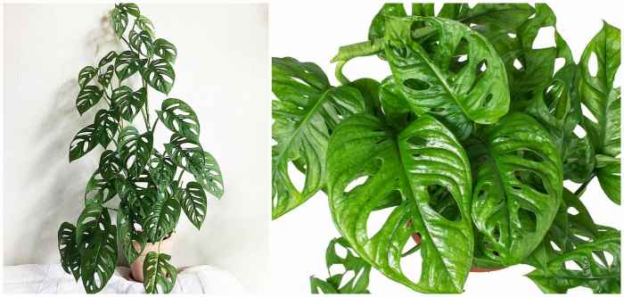 Monstera obliqua