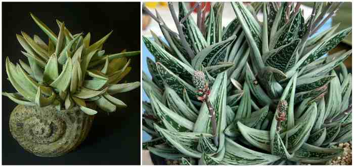 Gasteria Green Ice