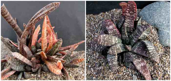 Gasteria batesiana var. dolomitica 