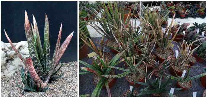 Gasteria pulchra Keurkloof