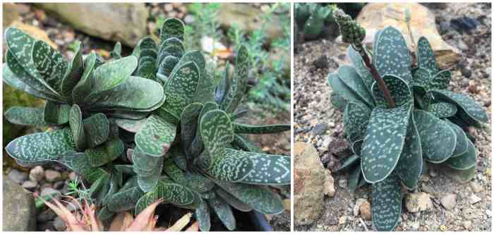Гастерия пятнистая (Gasteria maculata)