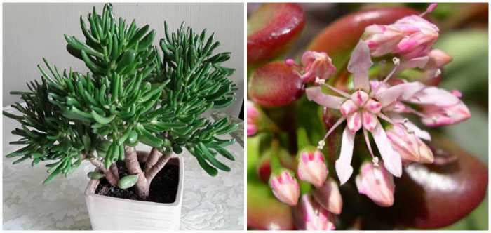 Крассула Хоббит (Crassula ovata Hobbit)