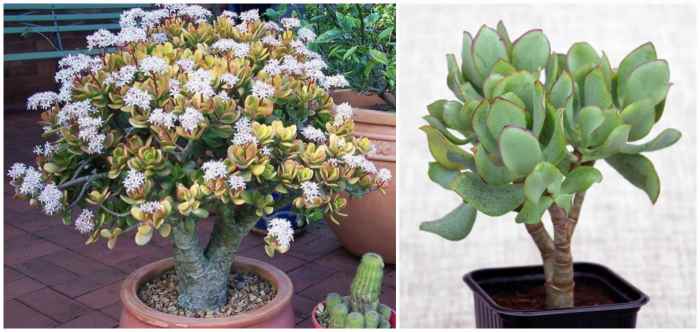Крассула древовидная (Crassula arborescens)