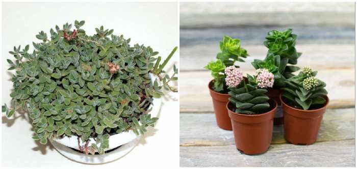 Крассула эрнеста (crassula ernestii)