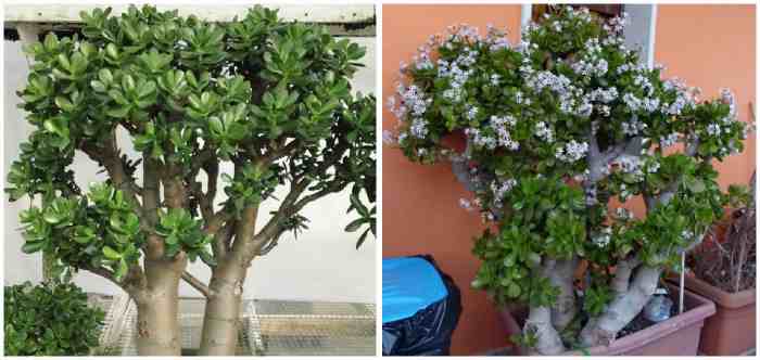 Крассула овата (Crassula ovata)