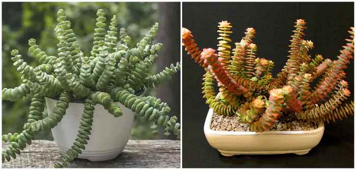 Крассула перфората (Crassula perforata)
