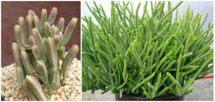 Крассула плауновидная (Crassula lycopodioides)