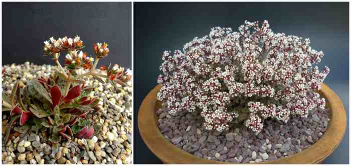 Крассула точечная (Crassula picturata)