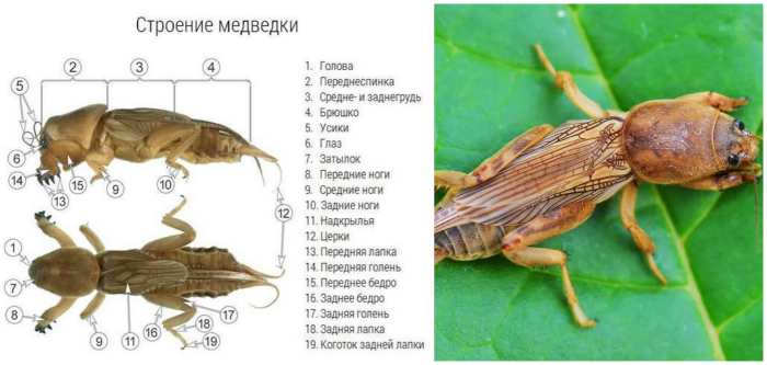 Как выглядит медведка