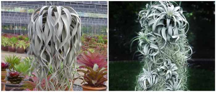 Tillandsia xerographica